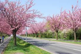 Deswegen blühen sie auch erst ein wenig später als andere kirschbäume. Kirschblute In Deutschen Stadten Die 10 Schonsten Hanami Spots In Deutschland Japandigest