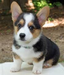 White markings are expected on this breed of corgi, and one with a black coat is allowed to have tan or brindle points under conformation show rules. Tan White Black Welsh Corgi Puppy Photos Jpg