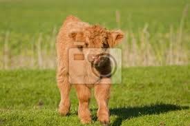 The met office have yellow be aware warnings still in place,. Junges Galloway Kalb Leinwandbilder Bilder Nutzung Ox Rinde Myloview De