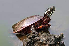 Regardless of what you call them though, painted turtles require special attention paid to their water quality, enclosure temperatures, and the food they are fed in order to provide optimal care to these aquatic turtles. Painted Turtle Wikipedia