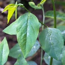Sauropus androgynus, katuk, manis daun, cekur manis, sayur manis, madhura cheera, manis daun semak, manis daun buah, daun, buah, manis, segar, hijau, alam, sehat, tanaman, vitamin, makanan, organik, lezat, outdoors, kesegaran, gaya hidup, diet, gizi, vegetarian, diet hijau, hijau gizi, fotos Anak Pokok Pucuk Manis Kebuna Putrajaya