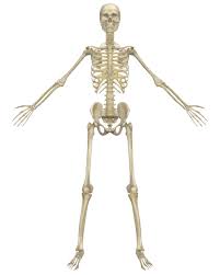 Start studying human body bone names. Bones Names Descriptions And Factoids Infolific