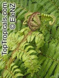 Image result for Cyathea cf. humilis