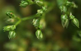 Image result for Polycarpon prostratum