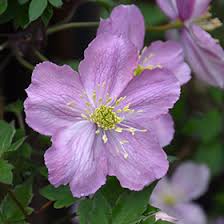 We did not find results for: Tetrarose Clematis Clematis Montana Tetrarose In Vancouver Victoria Burnaby Penticton Coquitlam British Columbia Bc At Gardenworks