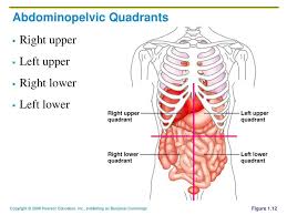 Position direction regions structures slide 3 anatomical position. The Human Body An Orientation Ppt Download