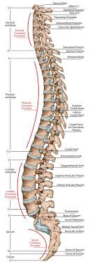 Mange kvinner opplever vondt i halebeinet i forbindelse med et svangerskap. Vondt I Korsryggen Ovelser Og Behandling Naprapatlandslaget