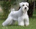 Miniature Schnauzer Puppies for Sale in Virginia