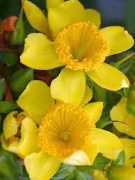 Image result for Melasma calycinum