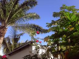 Comme Le Ciel Est Bleu Mon Garcon Et Que Les Fleurs Parfument Le Vent Le Vent Le Vent Siffle D Un Nature S Instagram Pictures Instagram Instagram Posts
