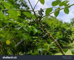 Image result for Brucea antidysenterica