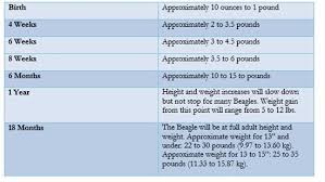 Puppies Weight And Height Page 2 Beagle Forum Our