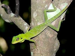 Image result for Blotiella crenata