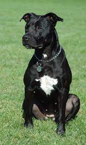 Dog Crossbreed Bully Breeds Dogs Dog Crossbreeds Pitbull Mix Puppies