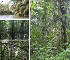 Image result for Oubanguia africana