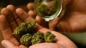 Ils ressemblent tous à des mégotiers ! Cannabis Les Joints Sans Tabac Recommandes Par Un Pneumologue Femme Actuelle Le Mag