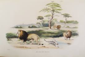 Click on the pictures to discover more about each species. Portraits Of The Game And Wild Animals Of Southern Africa Auction 77 Antiquarianauctions Com