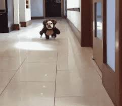 Upload frames and make a gif or merge and edit existing gifs. Funny Guitar Dog Animated Gif Ylia Callan Guitar