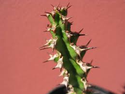 Image result for Euphorbia richardsiae