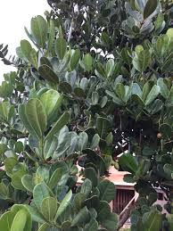 Image result for Calophyllum inophyllum