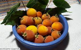 Image result for Dovyalis sp. A