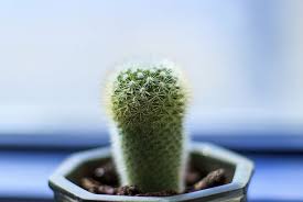 Cactus los más lindos del mundo dj kikito. Bondades Del Cactus Mundo De La Jardineria Plantas