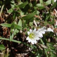 Image result for Cerastium afromontanum