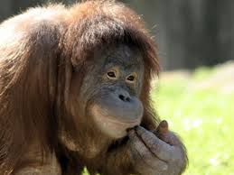 Er ist nicht nur der älteste sowie meistbesuchte zoo deuts. Zoologischer Garten Berlin