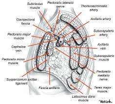 Axillary vein and its tributaries. Sagittal Cross Section Of The Left Axillary Region Allowing Its Download Scientific Diagram