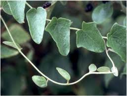 Image result for Cocculus hirsutus
