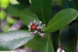 Image result for Canellaceae