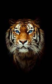 Wallpaper 4k Tiger Gallery Tiger Wallpaper Tiger Wallpaper Iphone Tiger Images