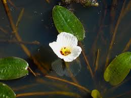 Image result for Ottelia ulvifolia