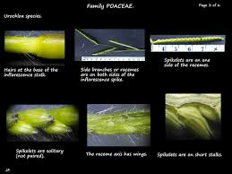 Image result for Urochloa deflexa