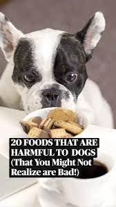 20 Foods That Are Harmful To Dogs That You Might Not Realize Are Bad An Immersive Guide By Hey Djangles Dog Lovers Lifestyle Blog