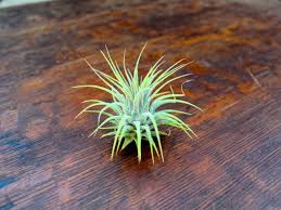 Tillandsia cyanea, a bromeliad which also grows an air plant, makes an easy & tough houseplant. Different Types Of Air Plants And How To Identify Them