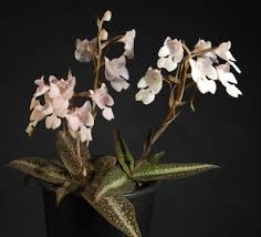 Image result for Habenaria macrandra