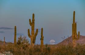 Cactus mobile was established in the year 2001. Planning Around The Holidays And Full Moon Geogypsy
