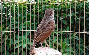 Branjangan jawa gacor kicauan rame video kicau burung branjangan gacor branjangan jawa gavor kicauan rame terima. Cara Mudah Membedakan Burung Branjangan Jawa Dan Ntb