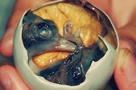 It originated and is commonly sold as streetfood in the philippines. Balut A Filipino Delicacy Not Many Have The Stomach To Digest Ststw