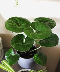 Image result for Farfugium japonicum