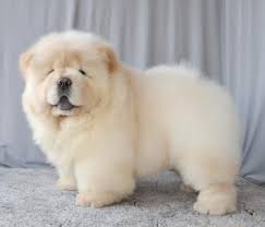 Pin By Patrisha85 Abby On Chow Chow Cute Dogs Chow Chow Dog Puppy Cute Animals