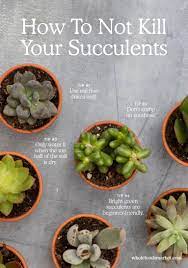 If it's not blocking the visible light from the screen it's also. How To Not Kill Your Succulent Whole Foods Market Whole Foods Market Succulents Plants Succulent Gardening