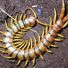 Academia.edu is a platform for academics to share research papers. Scolopendra Cingulata The Centipede That Can Bite Owlcation