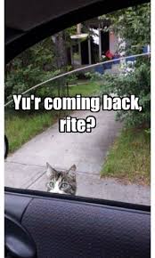 Lolcats Goodbye Lol At Funny Cat Memes Funny Cat Pictures With Words On Them Lol Cat Memes Funny Cats Funny Cat Pictures With Words On