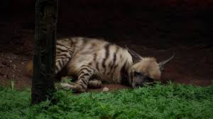 Hyena Stock Footage: Royalty-Free Video Clips - Storyblocks