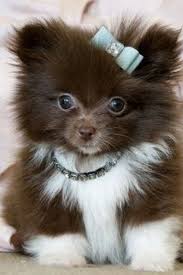 Mini Chien Chien Miniature Chocolat Et Blanc Chien Animaux Les Plus Mignons Chien Mignon
