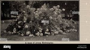 Image result for Hippocratea indica