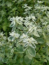 Image result for Euphorbiaceae