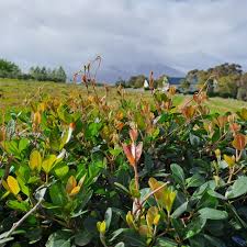 Image result for Rhoicissus digitata